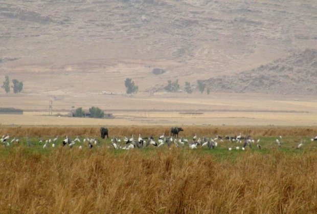 فرماندار ایذه خبر داد: ۳۰۰ هکتار از تالاب میانگران دستخوش حریق شد